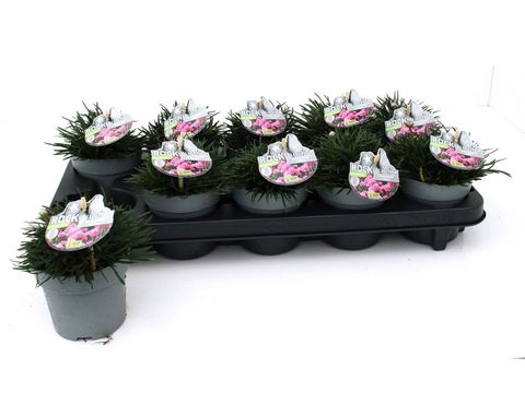 Armeria maritima 'Armada Rose'