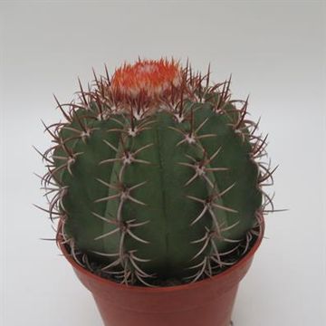 Melocactus matanzanus