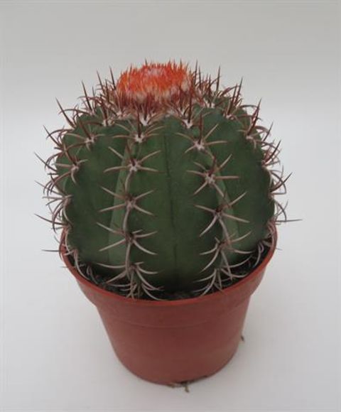 Melocactus matanzanus