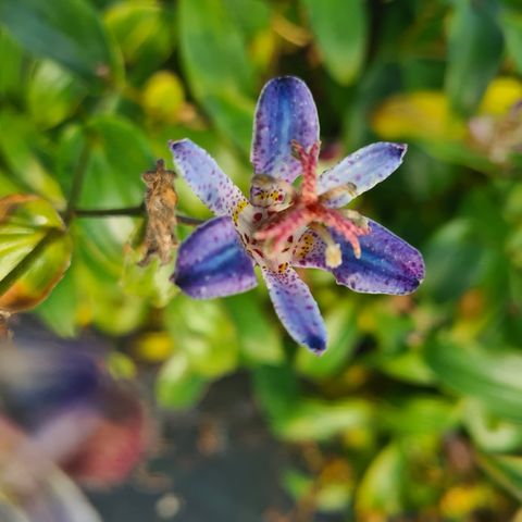 Tricyrtis hirta 'Taiwan Adbane'