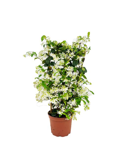 Trachelospermum jasminoides