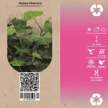 Hedera hibernica