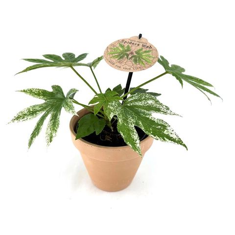 Fatsia japonica 'Spider's Web'