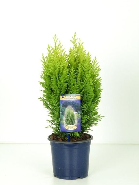 Chamaecyparis lawsoniana 'Ellwood's Empire'