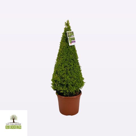 Buxus sempervirens