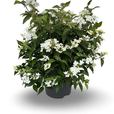 Viburnum plicatum 'Ватанабэ'