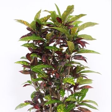 Codiaeum variegatum 'Freckles'