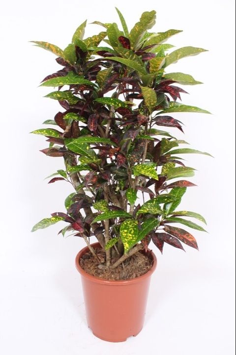 Trojskrzyn variegatum 'Freckles'