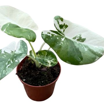 Alocasia macrorrhizos 'Variegata'