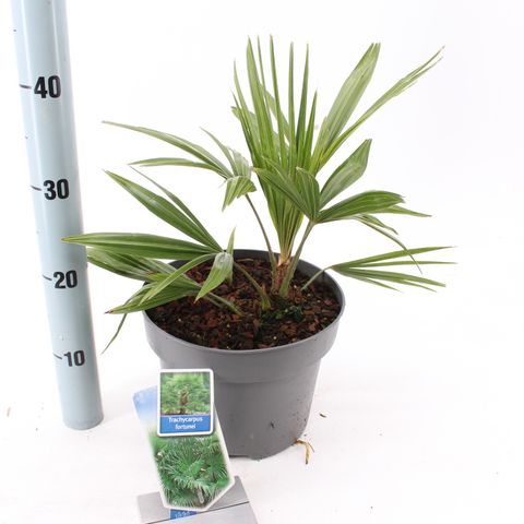 Trachycarpus fortunei