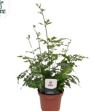 Pteris ensiformis 'Evergemiensis'