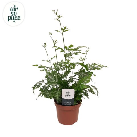 Pteris ensiformis 'Evergemiensis'