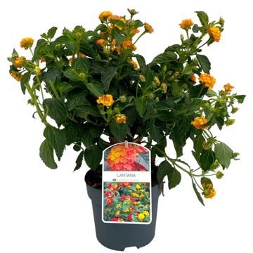 Lantana 'Silves Compact'