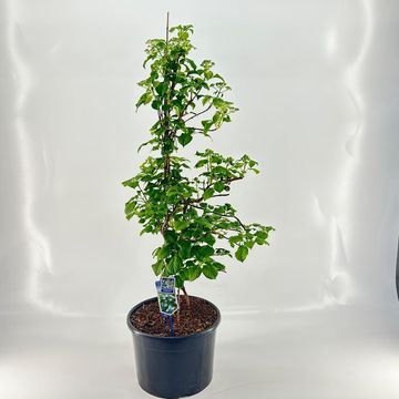 Hydrangea anomala petiolaris