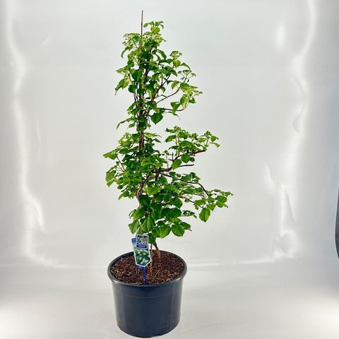 Hydrangea anomala petiolaris