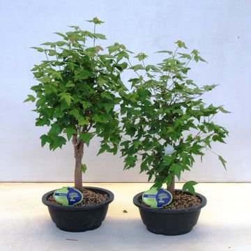 Acer buergerianum