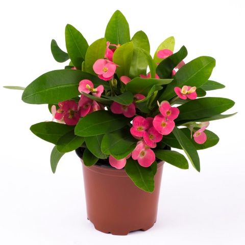 Euphorbia 'Pink Cadillac'