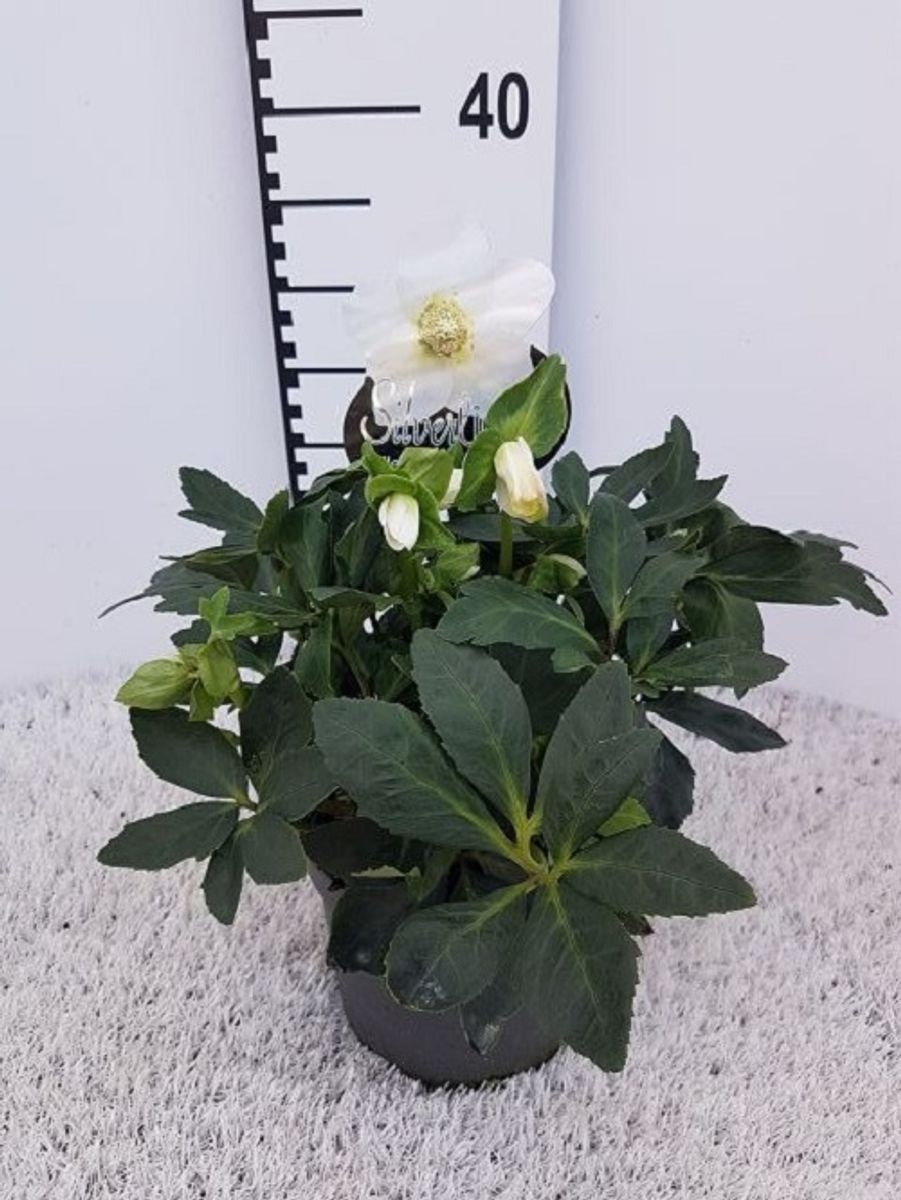 Helleborus niger HGC WINTERGOLD (P17 cm H20 cm) - Plant ...