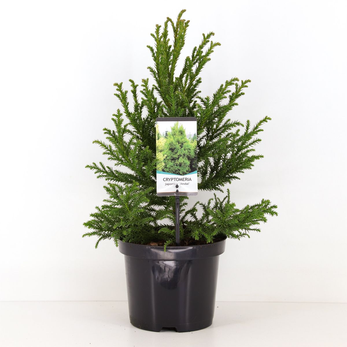 Cryptomeria japonica 'Jindai' — Plant Wholesale FlorAccess