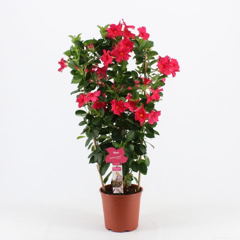 Mandevilla SUMMERSTAR PINK