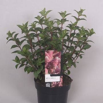 Hydrangea paniculata SUNDAE FRAISE