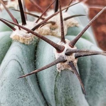 Echinocactus platyacanthus