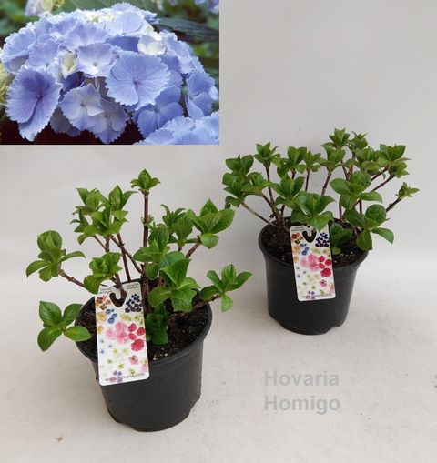 Hydrangea macrophylla HOVARIA HOMIGO