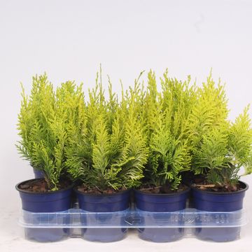 Chamaecyparis lawsoniana 'Ivonne'