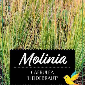 Molinia caerulea 'Heidebraut'