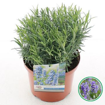 Lavandula angustifolia 'Munstead'