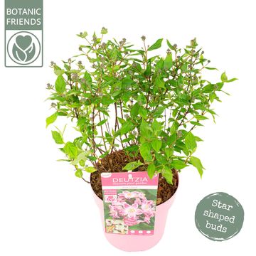 Deutzia MILLION STARS PINK CLOUD