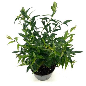 Sarcococca ruscifolia 'Dragon Gate'