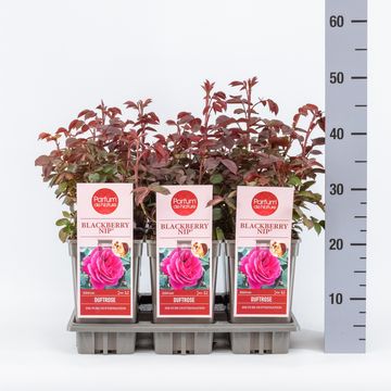 Rosa BLACKBERRY NIP