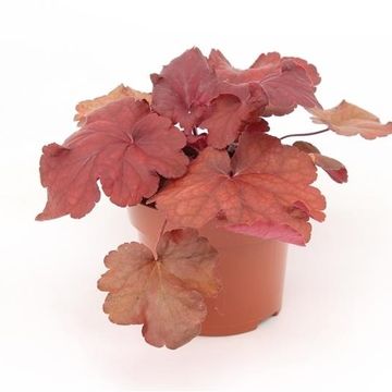 Heuchera INDIAN SUMMER MULBERRY