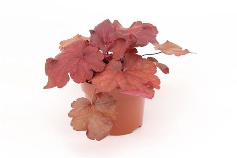 Heuchera INDIAN SUMMER MULBERRY