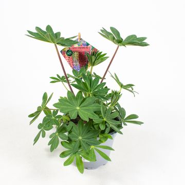 Lupinus polyphyllus MIX