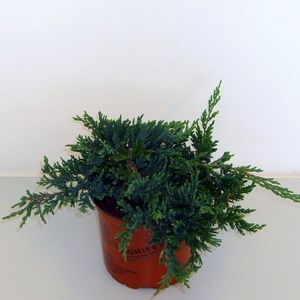 Juniperus horizontalis 'Wiltonii' (Boomkwekerij Potcultuur Gebr. Rademaker)