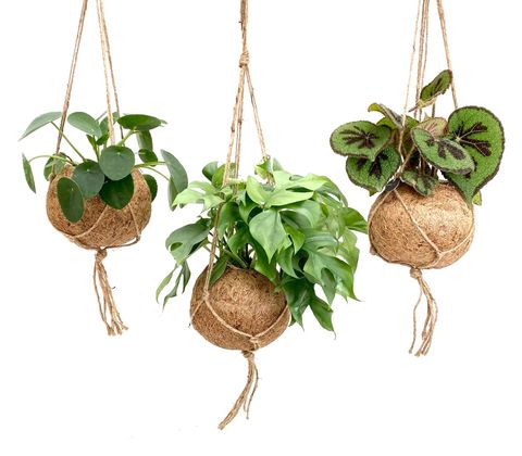 Hanging plants MIX