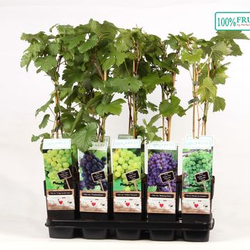 Vitis MIX