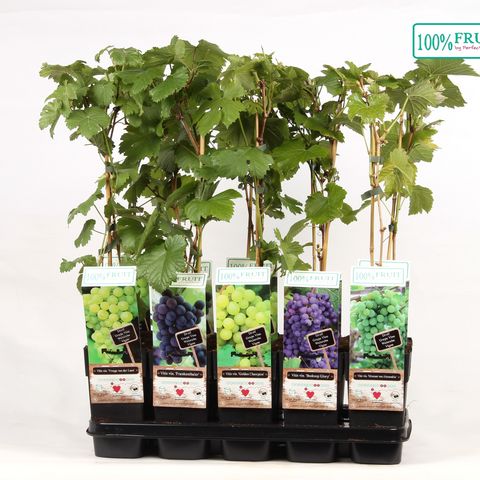 Vitis MIX (Hoogeveen Plants)