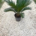 Cycas revoluta