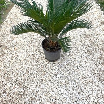 Cycas revoluta