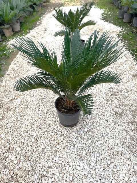 Cycas revoluta