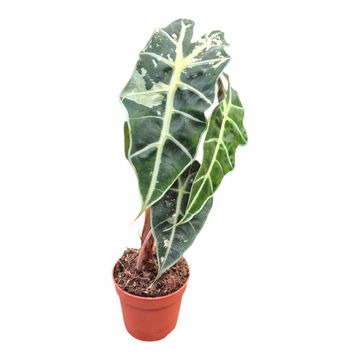 Alocasia 'Polly Variegata'