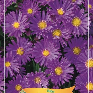 Aster SAMOA