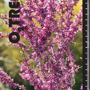 Cercis chinensis 'Avondale'