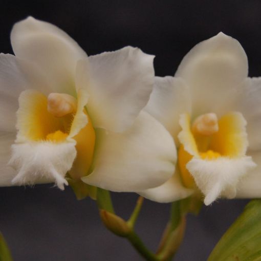 Bifrenaria harrisoniae alba