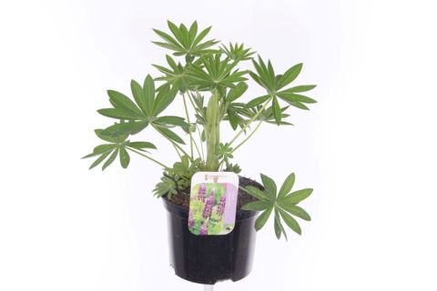 Lupinus 'Gallery Blue Shades'