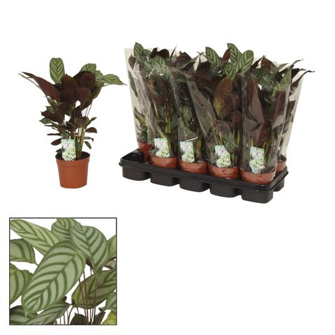 Ctenanthe setosa 'Compactstar'