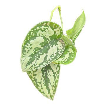 Scindapsus 'Shimmering Silver'